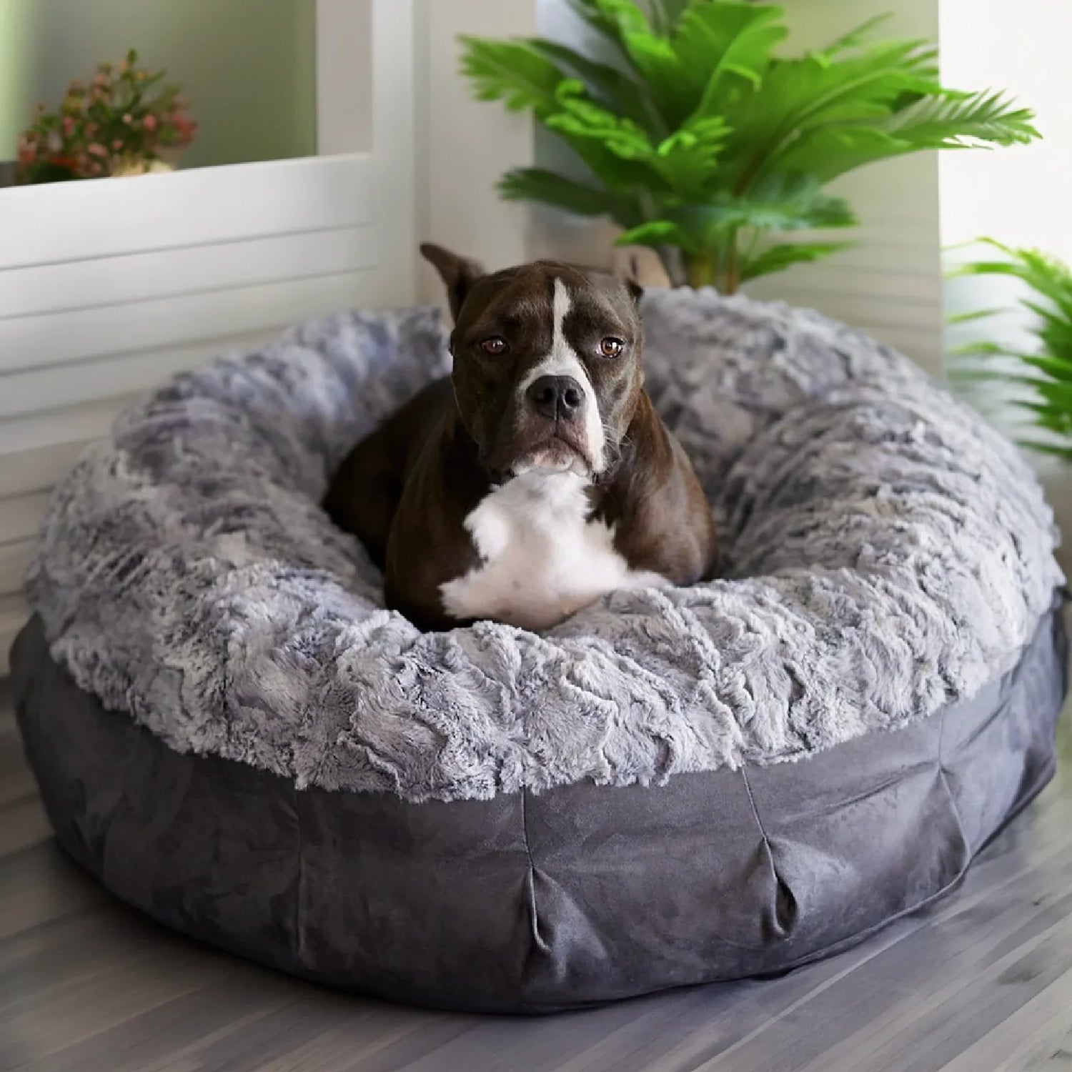 Dog Beds