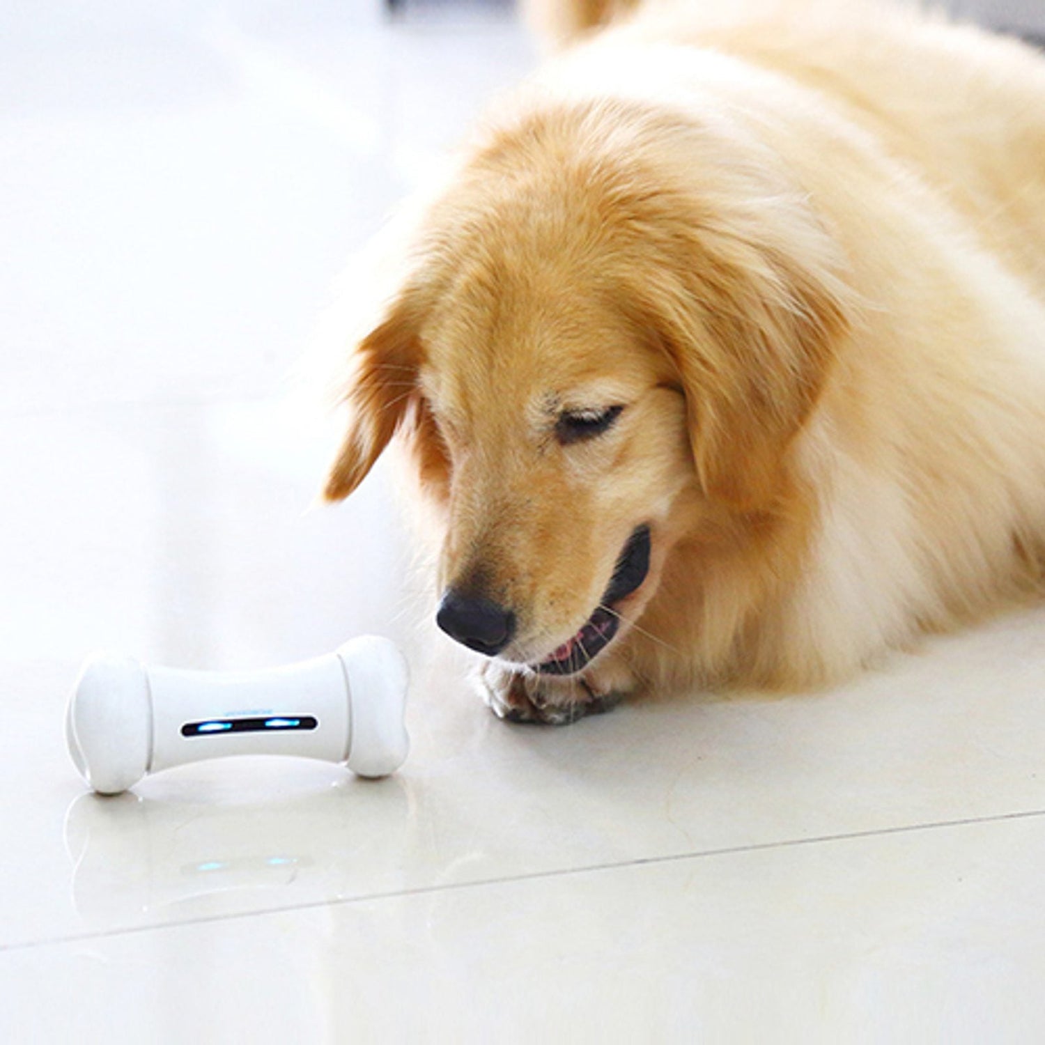 Dog Toys