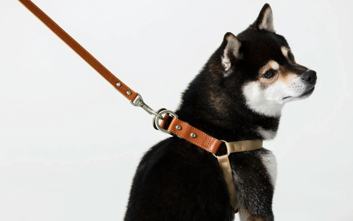 Pet Accessories